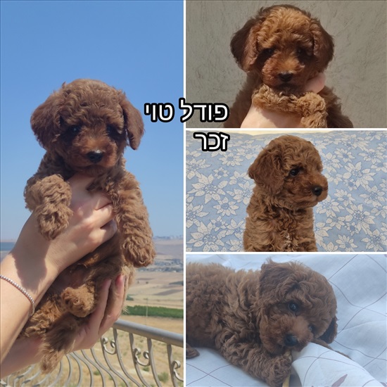 תמונה 3 ,כלבים פודל טוי   גורים למכירה בטבריה 