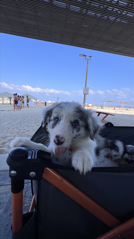 תמונה 2 ,כלבים בורדר קולי   בורדר קולי למכירה בתל אביב