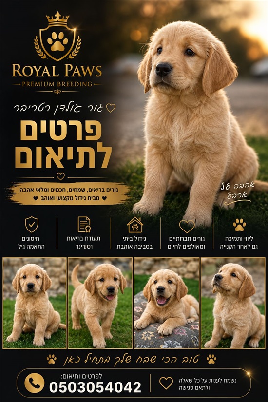 תמונה 1 ,כלבים גולדן רטריבר   גולדן למכירה בכליל