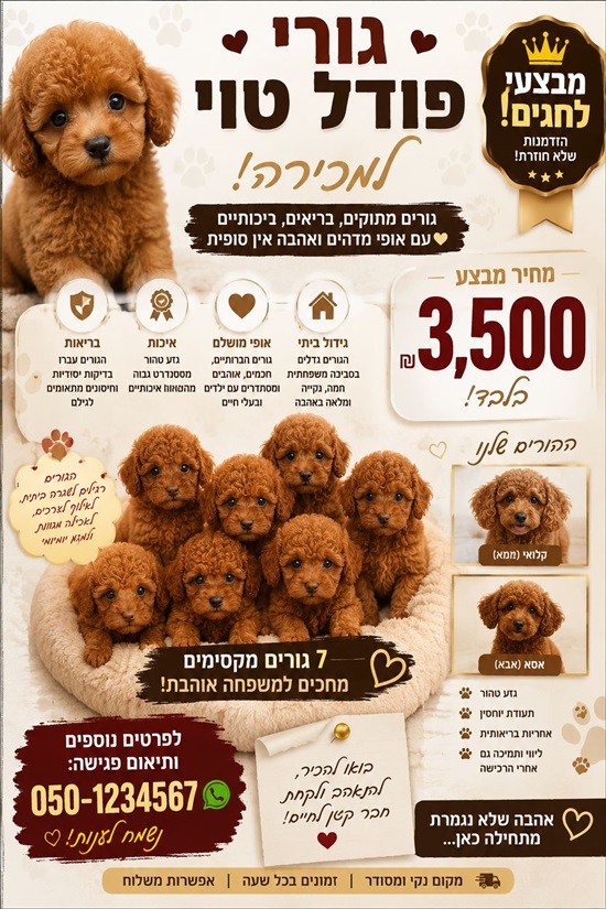 תמונה 3 ,כלבים פודל טוי   מוריה  למכירה בתל אביב