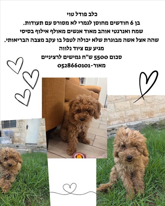 תמונה 4 ,כלבים פודל טוי   בלוטוס למכירה בירושלים