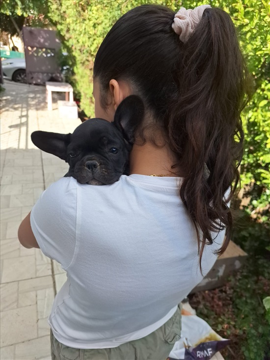 תמונה 2 ,כלבים בולדוג צרפתי   גרי למכירה במעלה לבונה