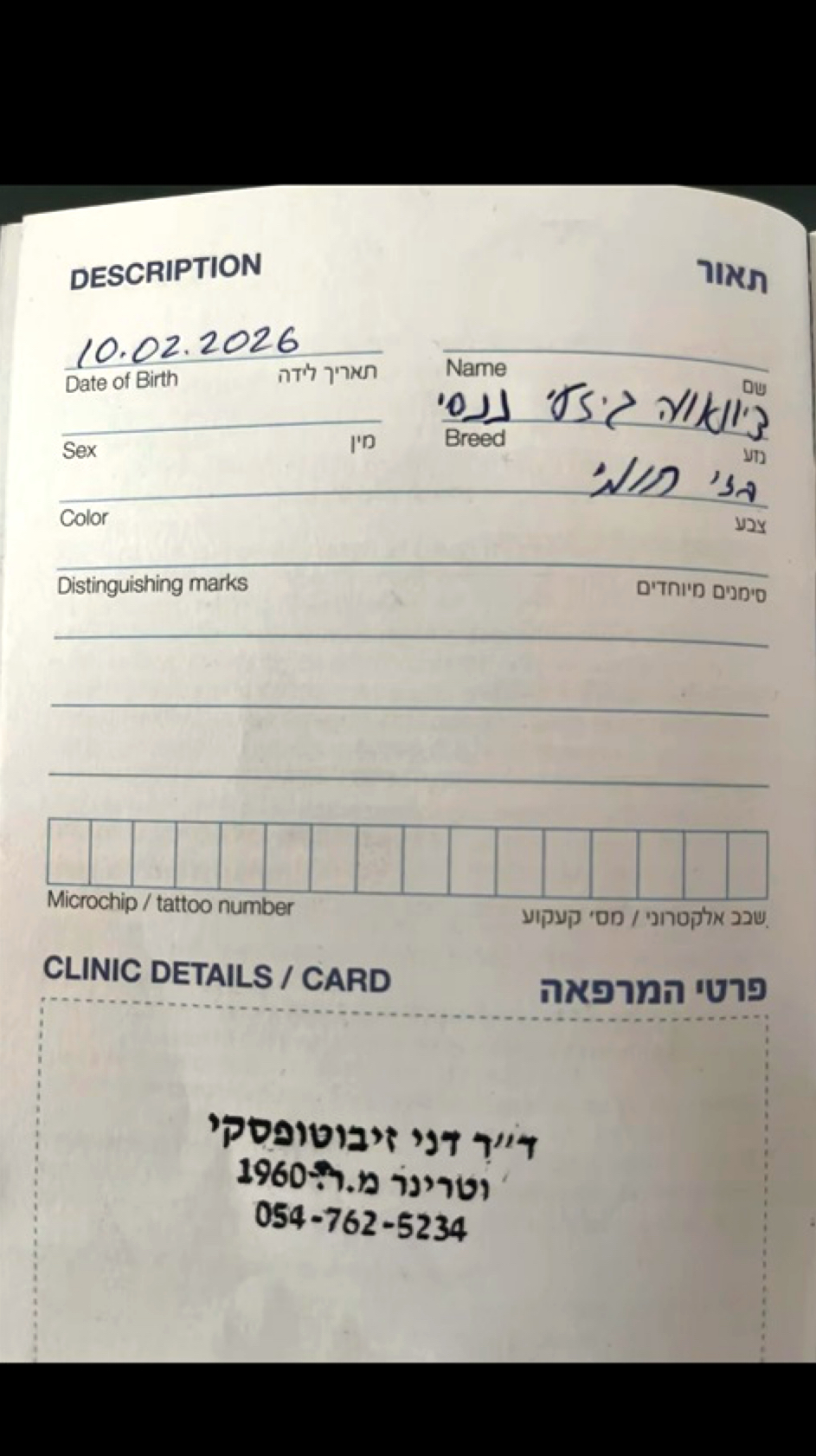 תמונה 2, כלבים | צ`יוואווה   | חומי למכירה במעלה אדומים