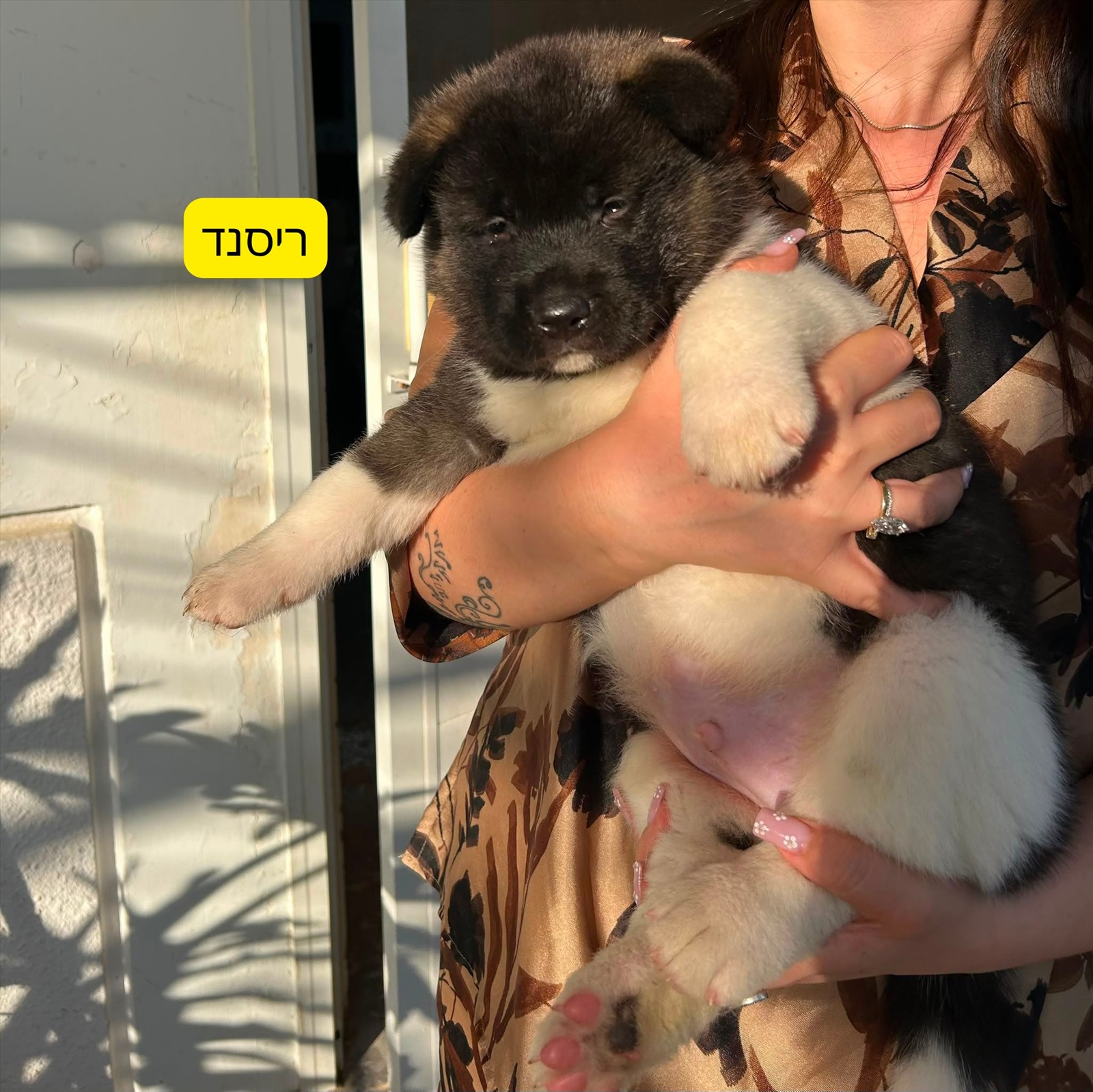 תמונה 2, כלבים | אקיטה אמריקאי   | ריסנד/אזריאל/לילית/ריילי למכירה בירוחם
