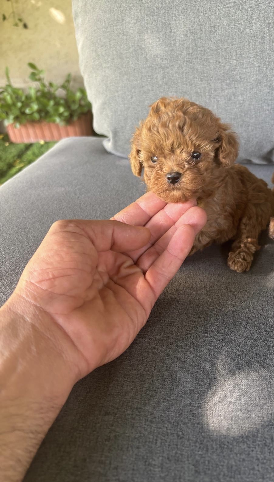 תמונה 4, כלבים | פודל טוי   | פודל טוי  למכירה ברחובות