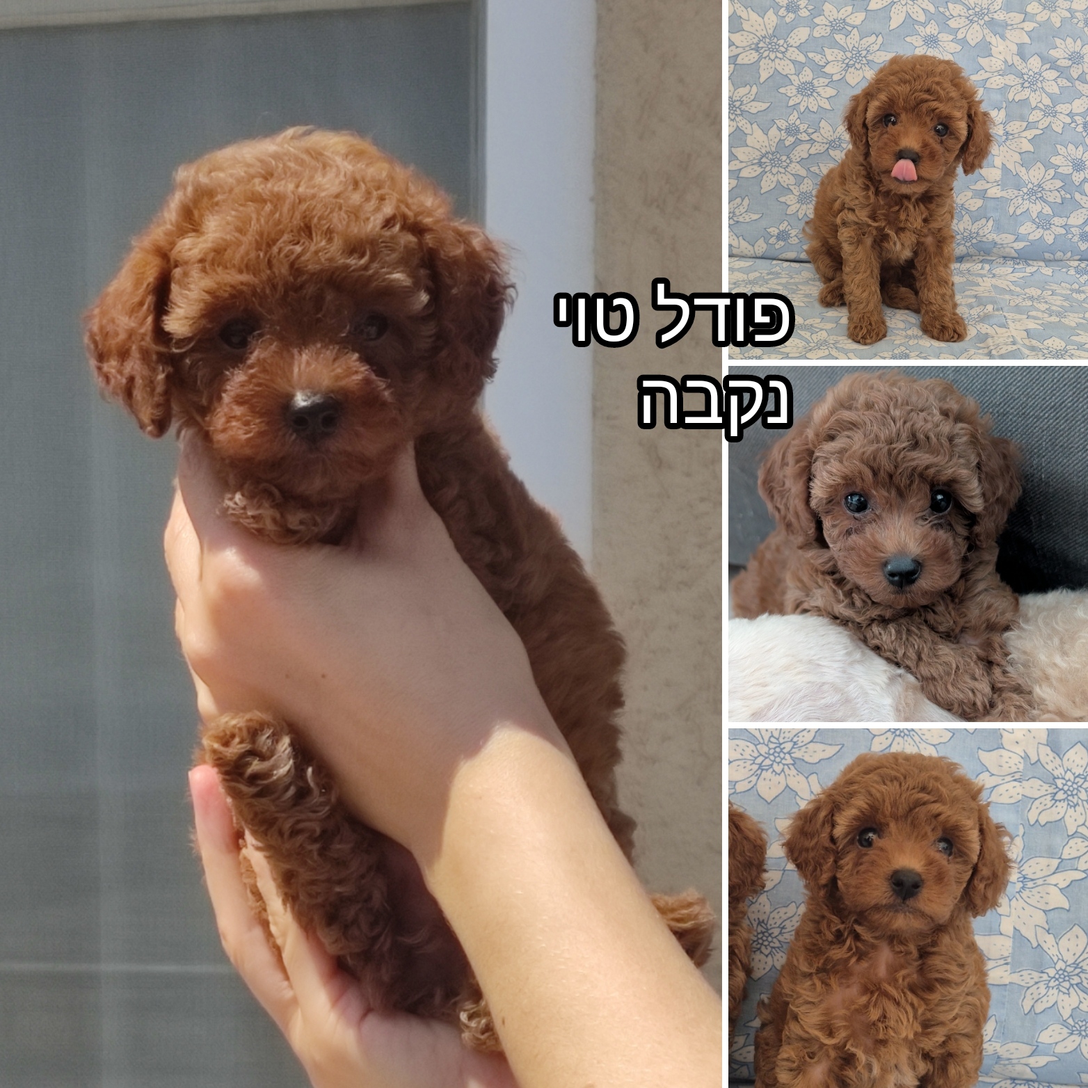 תמונה 2, כלבים | פודל טוי   | גורים למכירה בטבריה 