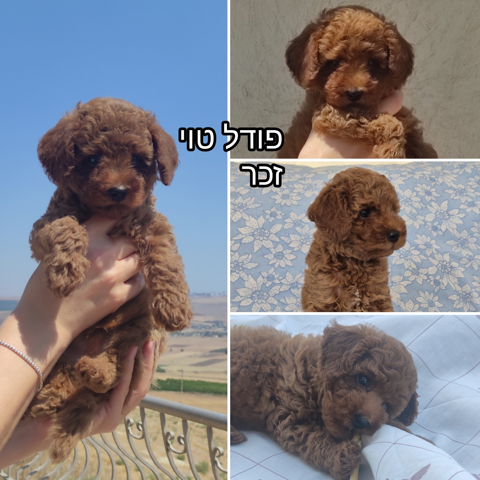 תמונה 3, כלבים | פודל טוי   | גורים למכירה בטבריה 