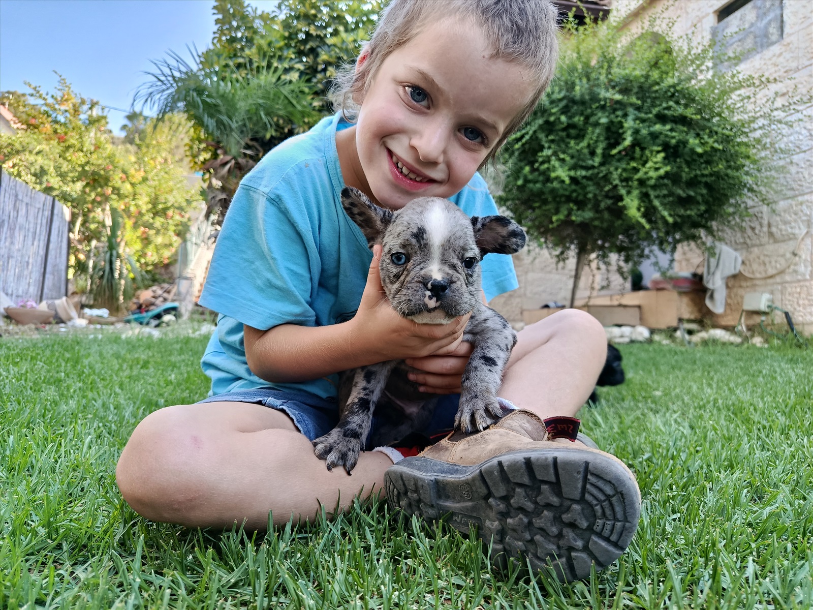 תמונה 3, כלבים | בולדוג צרפתי   | גרי למכירה במעלה לבונה