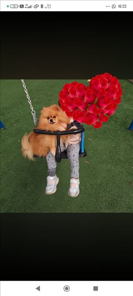 מקס 