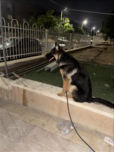 רוקי 