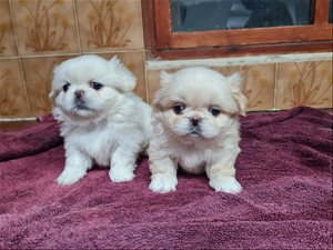 פיקינז 