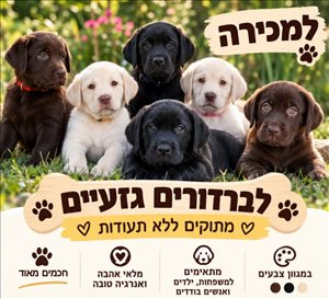 לברדור רטריבר גזעי 