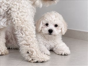 Toto 