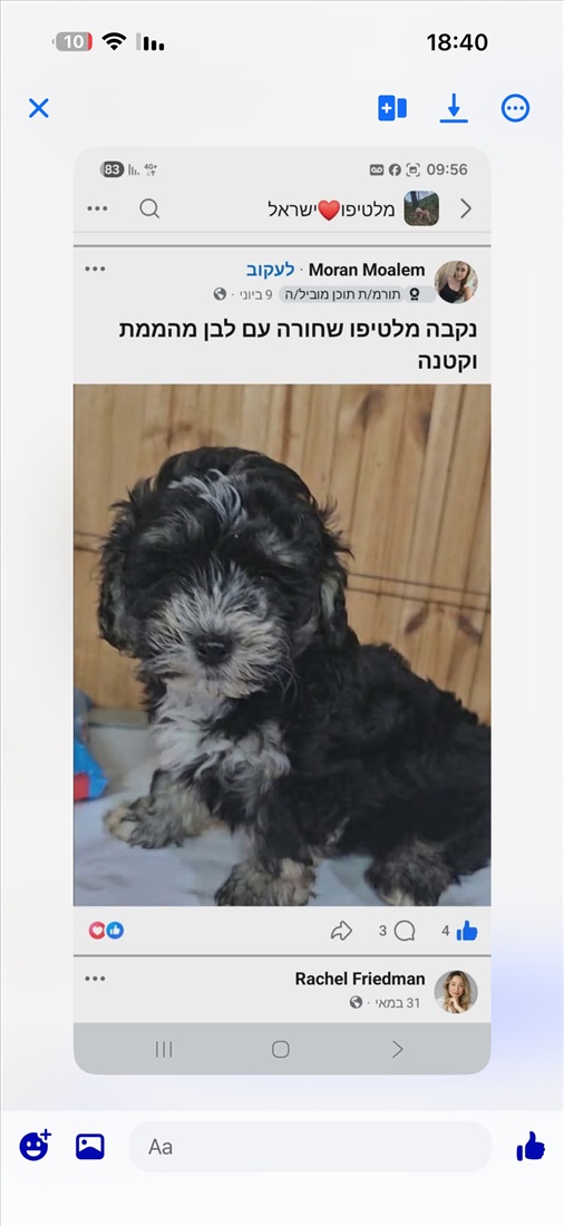 תמונה 4 ,כלבים מלטיפו   מלטיפו  למכירה בברקן 