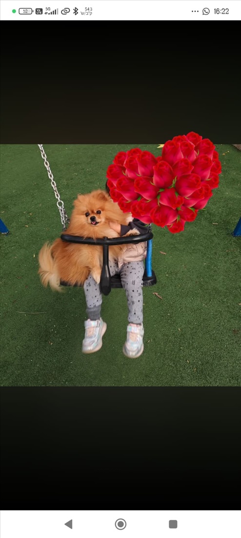 תמונה 1 ,כלבים פומרניאן   מקס לשידוך בקרית אתא