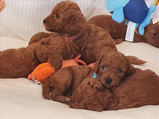 תמונה 3 ,כלבים פודל   פודל חום למכירה באשדוד