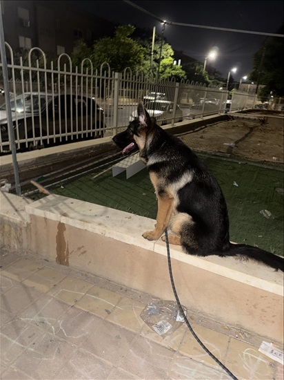תמונה 1 ,כלבים רועה גרמני   רוקי למכירה בדימונה