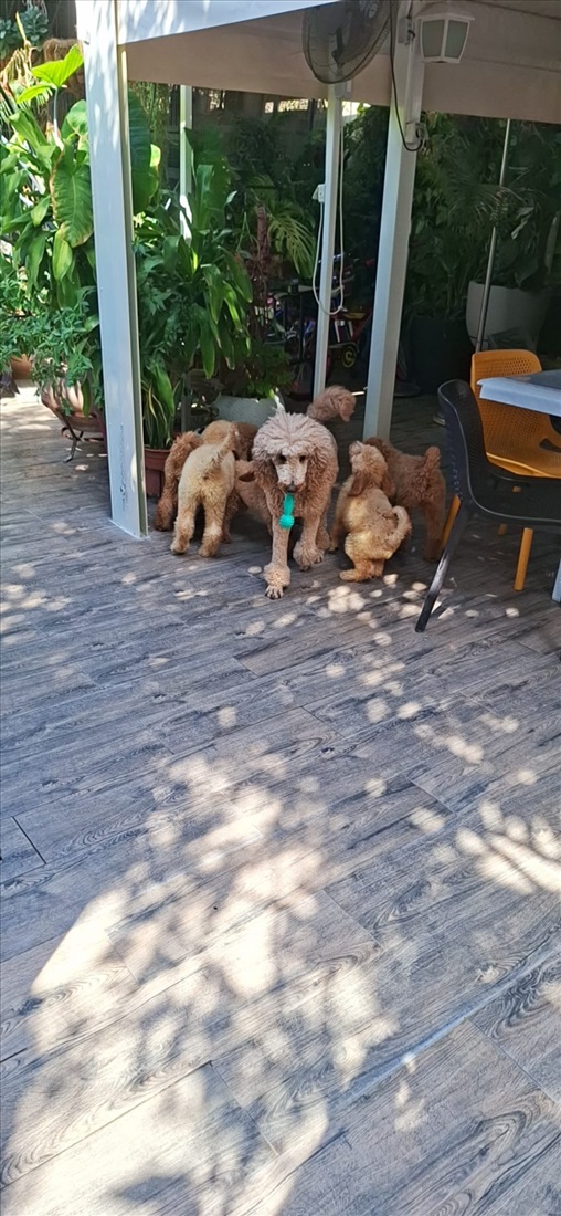 תמונה 5 ,כלבים פודל   פודל קינג רויאל  למכירה בכפר יונה