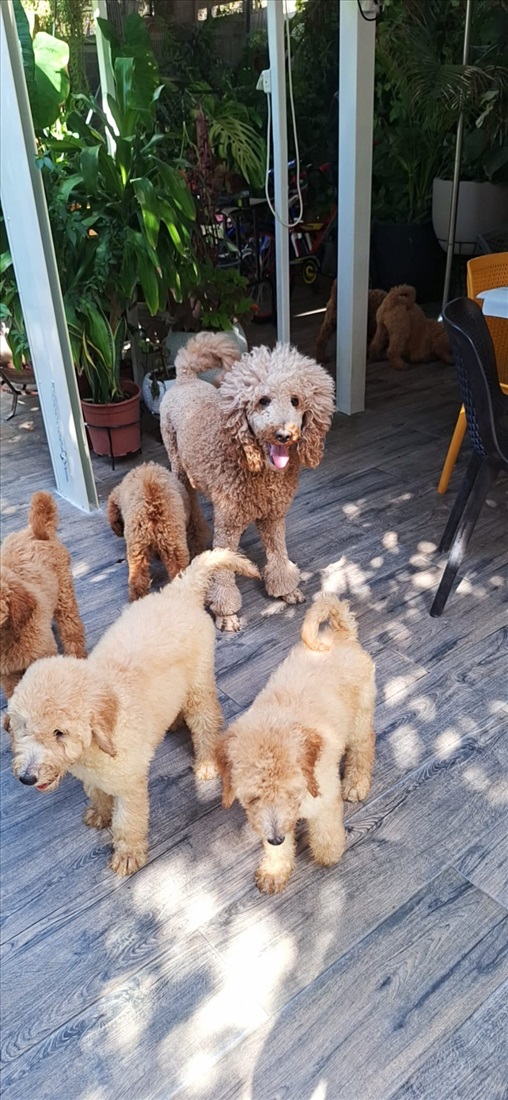 תמונה 4 ,כלבים פודל   פודל קינג רויאל  למכירה בכפר יונה