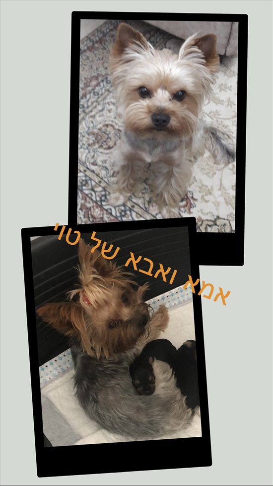 תמונה 3 ,כלבים יורקשייר טרייר   טוי וסנדי למכירה בבאר שבע