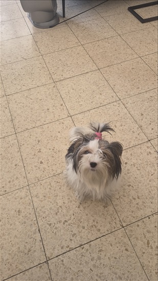 תמונה 1 ,כלבים בייוור טרייר   קנדי למכירה ברמת גן