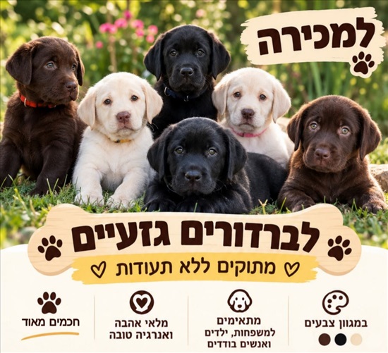 תמונה 1 ,כלבים לברדור רטריבר   לברדור רטריבר גזעי למכירה בישובי השומרון וואזור המרכז 
