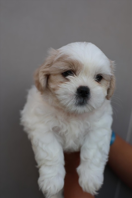 תמונה 12 ,כלבים שיצו   שיצו  למכירה ברעננה