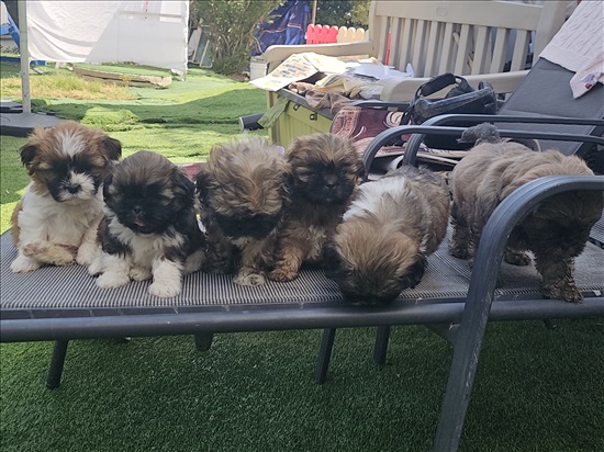 תמונה 3 ,כלבים שיצו   שיצו למכירה בטבריה