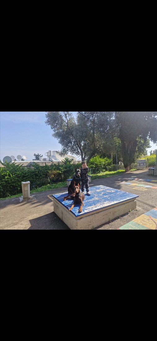 תמונה 3 ,כלבים דוברמן   גורי דוברמן למכירה בחיפה