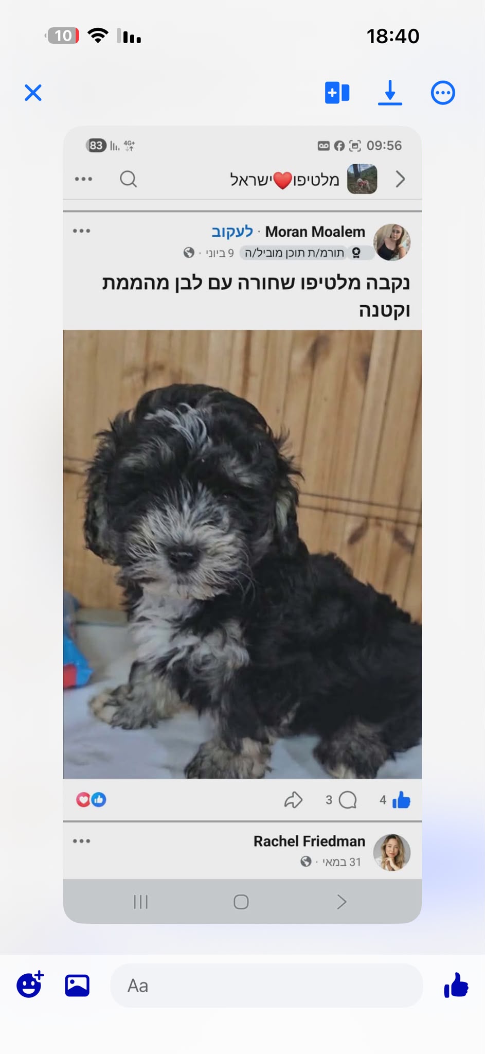 תמונה 4, כלבים | מלטיפו   | מלטיפו  למכירה בברקן 