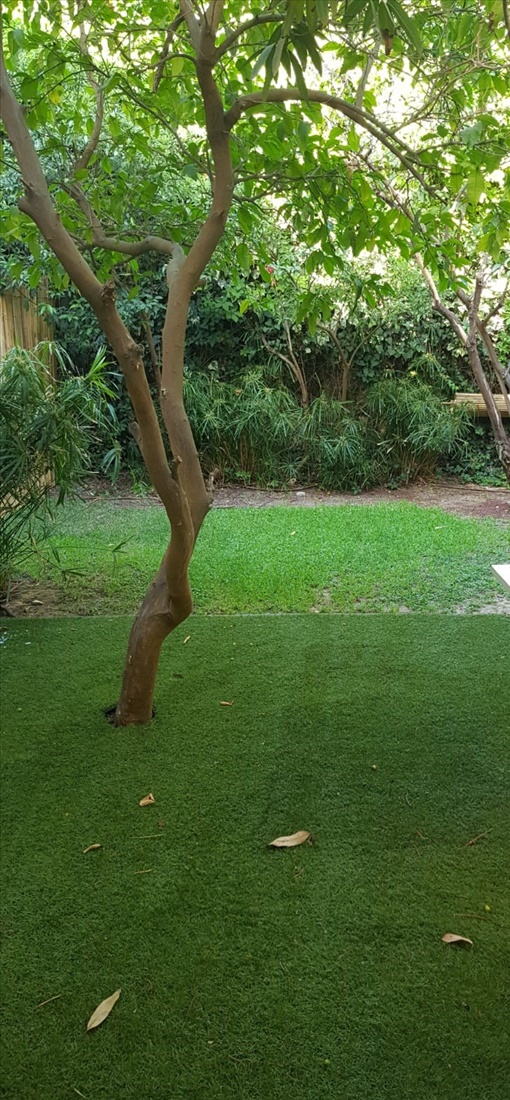 יחידת דיור להשכרה 2 חדרים בחיפה אסתר רבין דניה 