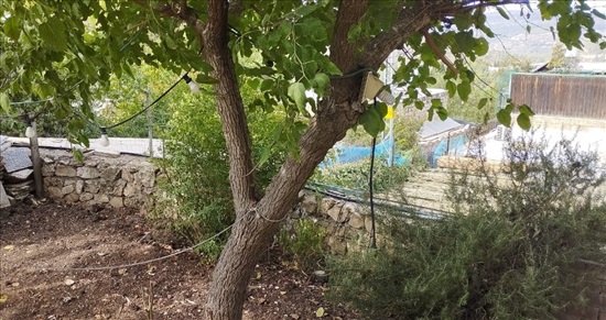 חלקת אדמה עם עץ לימון ושיח רוזמרין