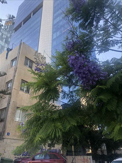 תמונה 1 ,חניה 1 חדרים להשכרה בתל אביב יפו שדרות רוטשילד מרכז תל אביב