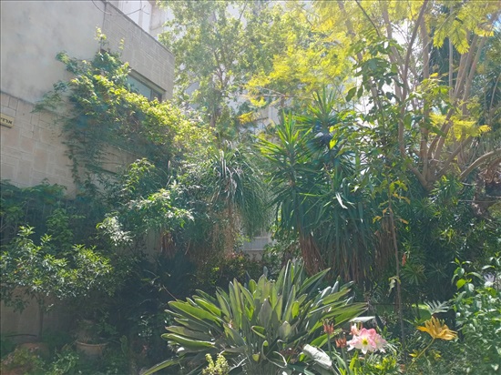 תמונה 7 ,קוטג 5.5 חדרים להשכרה בגבעת שמואל, הארזים 4, רמת אילן