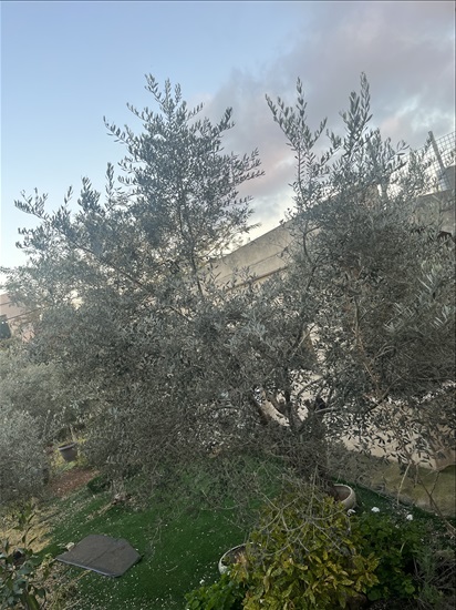 תמונה 8 ,בית פרטי 5.5 חדרים להשכרה בדאלית אל כרמל, 6, אלסוואנייה