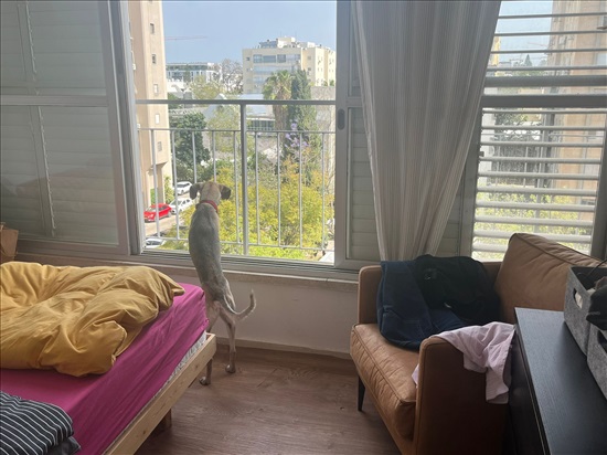 תמונה 7 ,דירה 5 חדרים להשכרה ברמת השרון, מרדכי, הדר