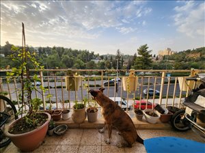 דירה להשכרה 2.5 חדרים בירושלים הרב הרצוג גבעת הורדים 