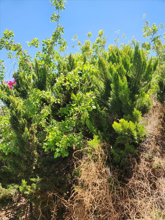 תמונה 8 ,דירה 2.5 חדרים להשכרה ברחובות, גוש עציון, 