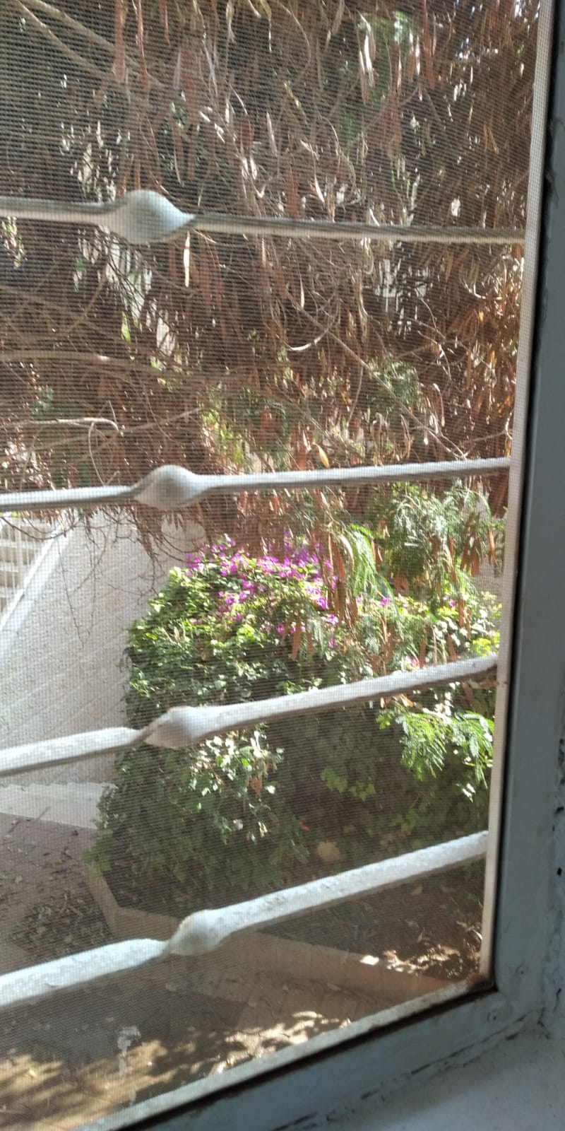 תמונה 3, יחידת דיור 1 חדרים להשכרה בירושלים, מרדכי אלקחי, ארמון הנציב