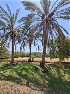 בית פרטי להשכרה 5 חדרים באלמגור נחל אור  