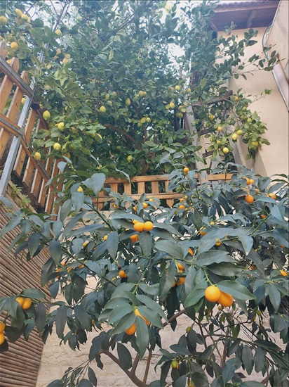 תמונה 6 ,דירת גן 3 חדרים להשכרה במטע, האלון, 