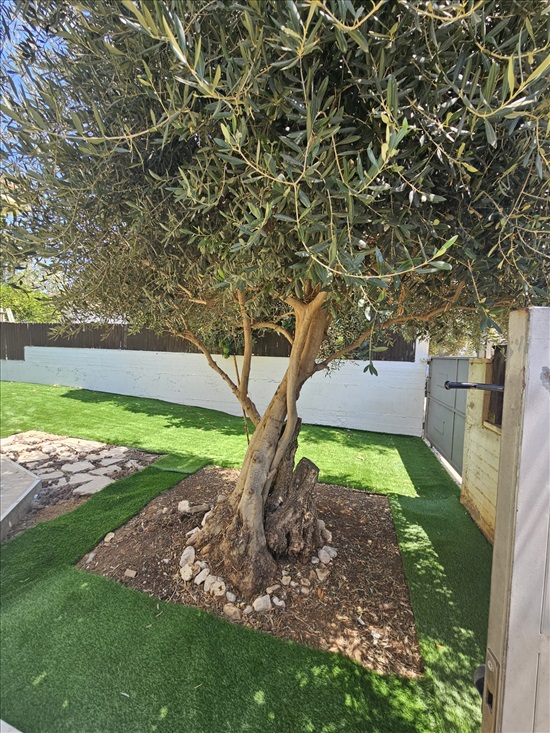 תמונה 6 ,בית פרטי 5 חדרים להשכרה בפורת, האתרוג, 
