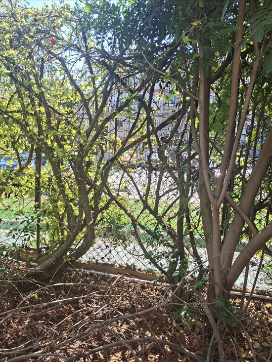 תמונה 2 ,דירת גן 3.5 חדרים להשכרה ברמת גן, שלם, רמת השקמה