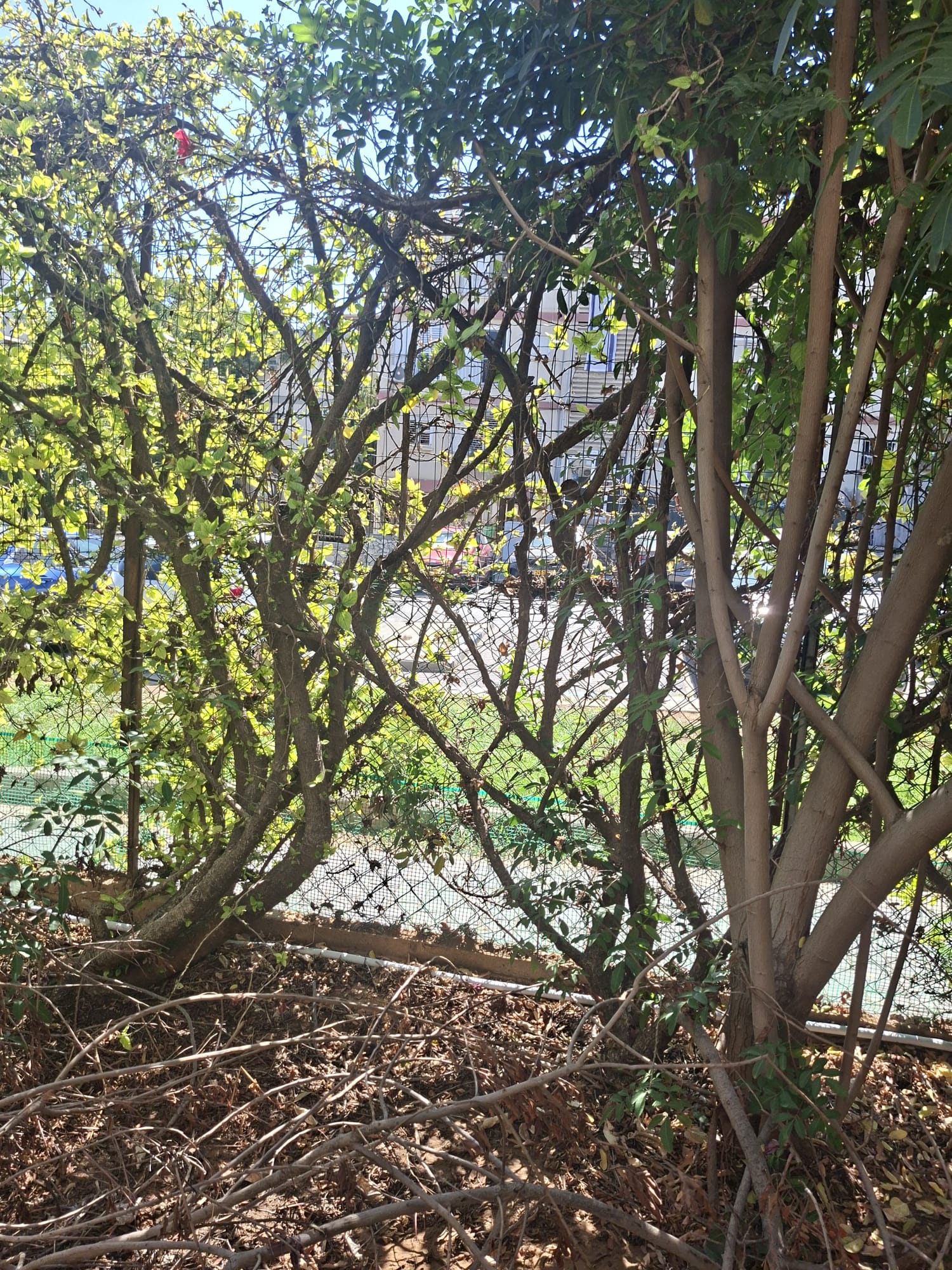 תמונה 2, דירת גן 3.5 חדרים להשכרה ברמת גן, שלם, רמת השקמה
