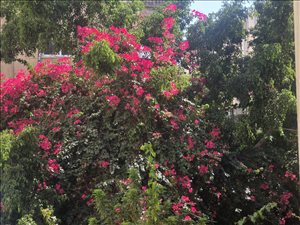 דירה להשכרה 2.5 חדרים בתל אביב יפו שדרות נורדאו בזל 
