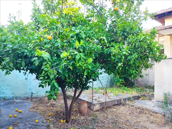 תמונה 2 ,דו משפחתי 3 חדרים להשכרה בגבעת שמואל, יצחק שדה , הוותיקה