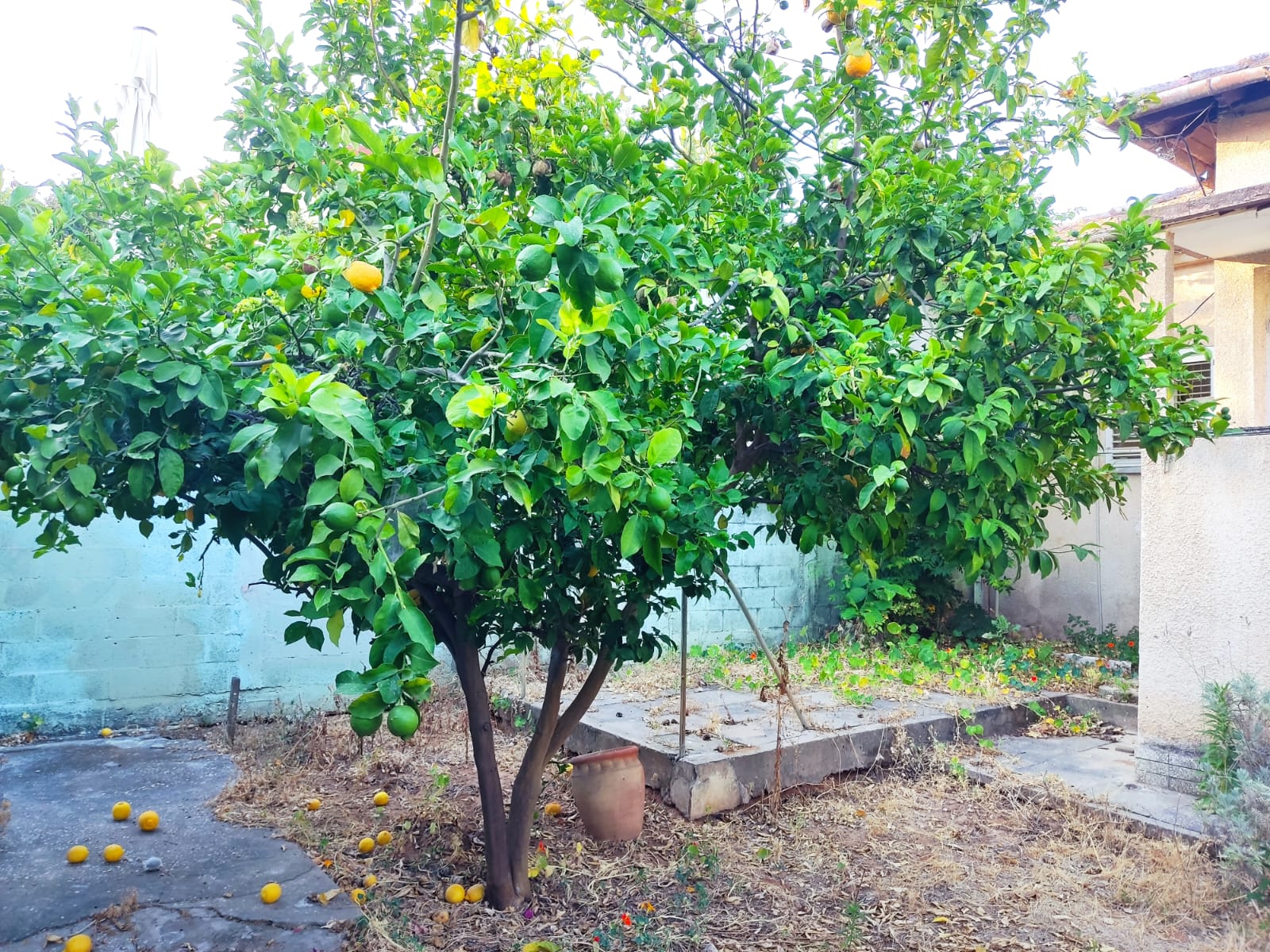 תמונה 2, דו משפחתי 3 חדרים להשכרה בגבעת שמואל, יצחק שדה , הוותיקה