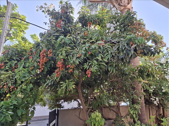 תמונה 6 ,דו משפחתי 10 חדרים למכירה ביהוד מונוסון, השלום, קרית ביאליסטוק