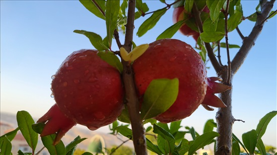 תמונה 2, דירת גן 6 חדרים למכירה במעלה אדומים, האלמוג, נופי הסלע