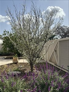 בית פרטי למכירה 4.5 חדרים בזרחיה השעורה 